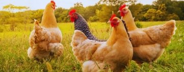 Handi Chicken